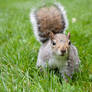 Squirrely 3