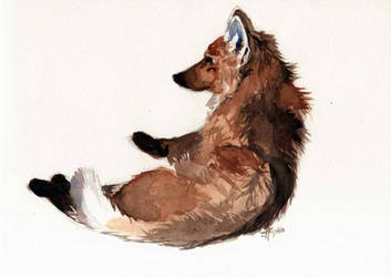 Maned Wolf in Watercolour