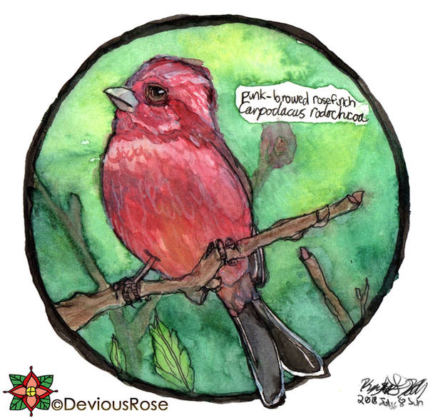 Pink-browed Rosefinch - World Watercolour Month 8 by NekoMarik
