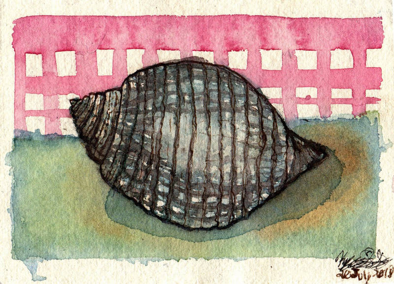 Seashell Study II - WWM Day 20 by NekoMarik