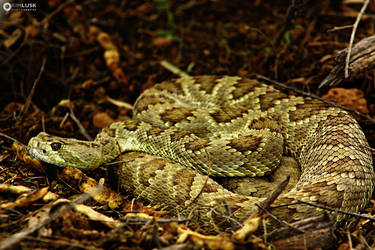 Mojave Rattlesnake