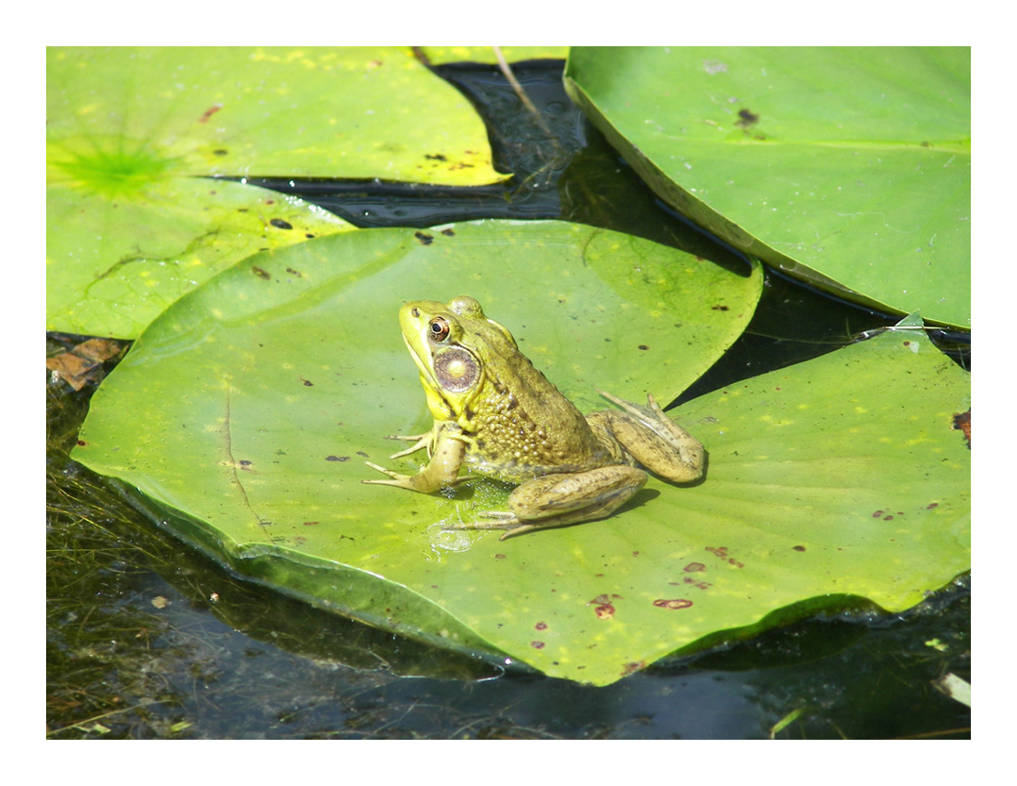 Frog On A Lily Pad by Anarchaic on DeviantArt