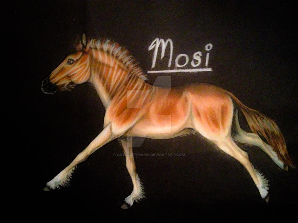 RRA Mosi -Rare PureBred Quagga Stallion by OneSaltyMama RRA Mosi -Rare PureBred Quagga Stallion by OneSaltyMama