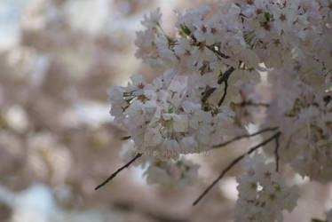 Sakura in Bloom