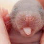 6 days old baby rat