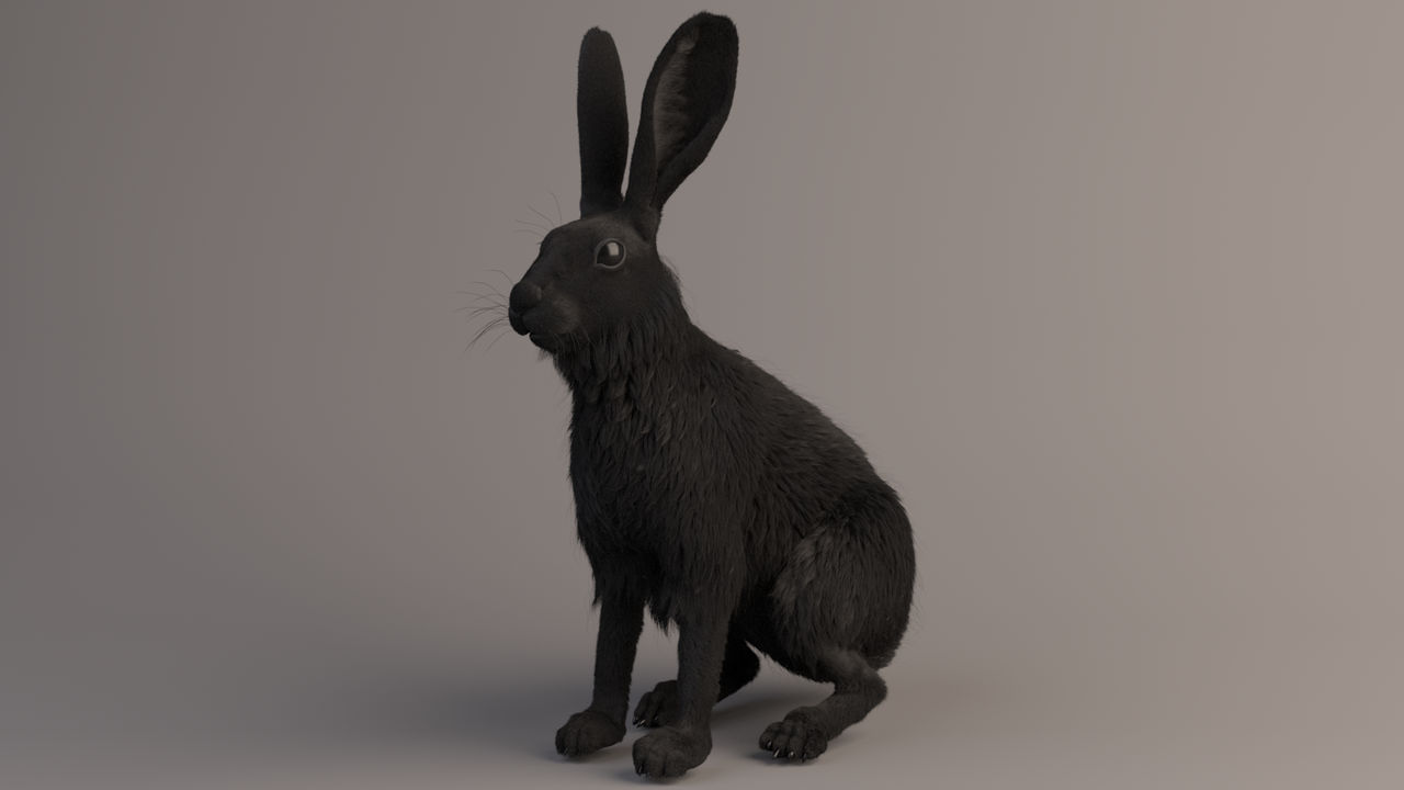 Rabbit by Tracuns on DeviantArt