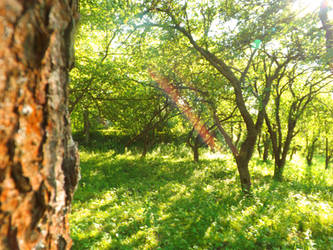 Behind The Nearest Tree