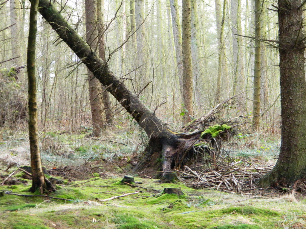 Tree Fall Effect Falling Tree by blackrose-effects on DeviantArt