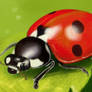 Ladybird