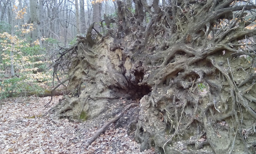 Ancient Rrot ancient roots by suicidebunny45 on DeviantArt