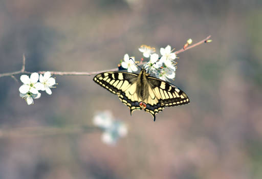 Iphiclides podalirius- Butterfly