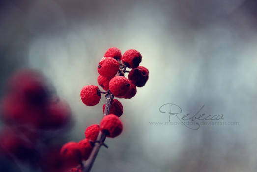 red berry I