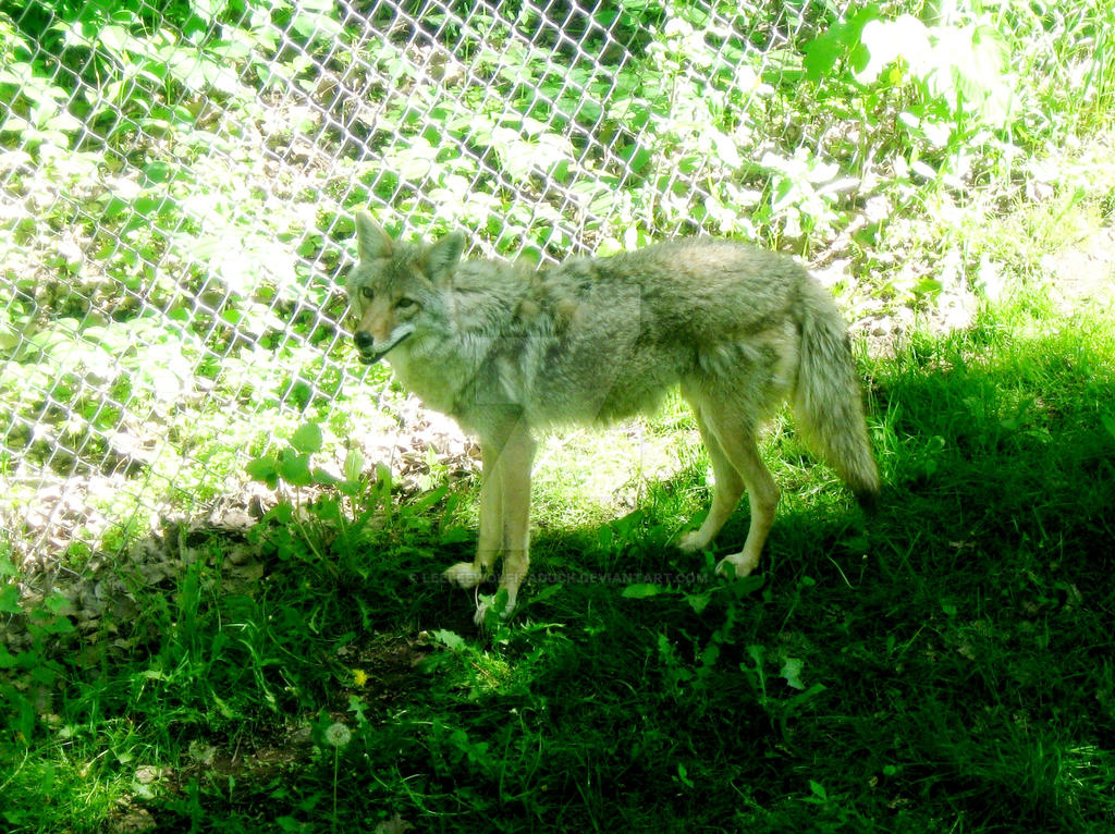 Coyote :3