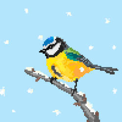 Eurasian blue tit - 2