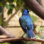 Blue Birdie 2