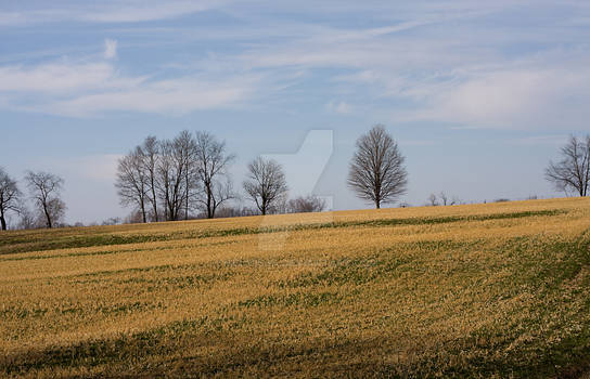 Fields of Gold