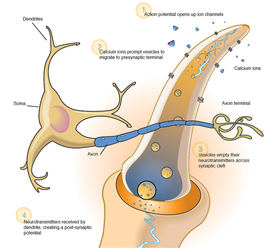 Neuron