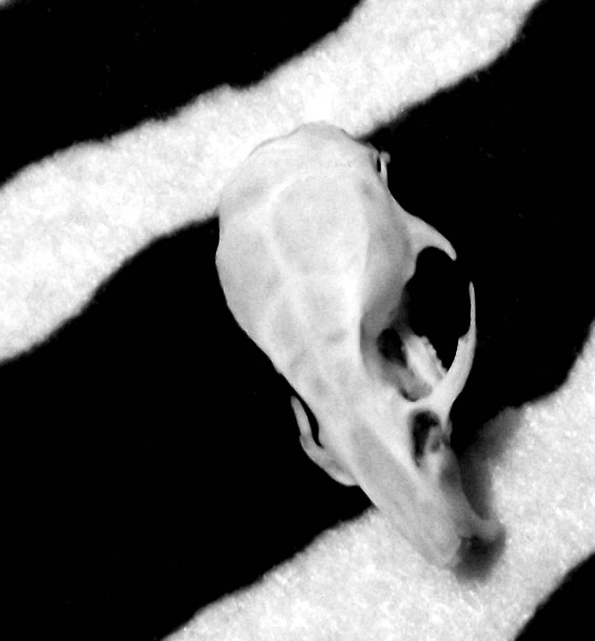 Mouse Skull Alternat. 2