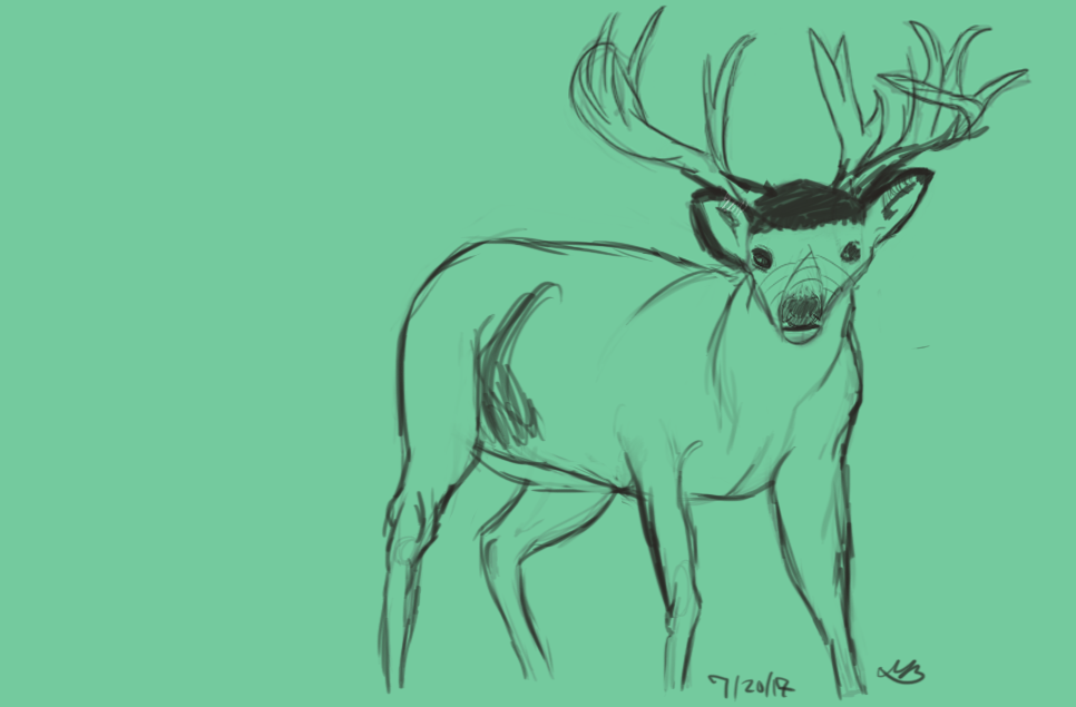 Deer Sketch