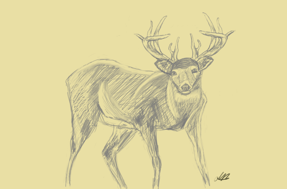 more deer practice