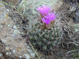 Desert Cactus