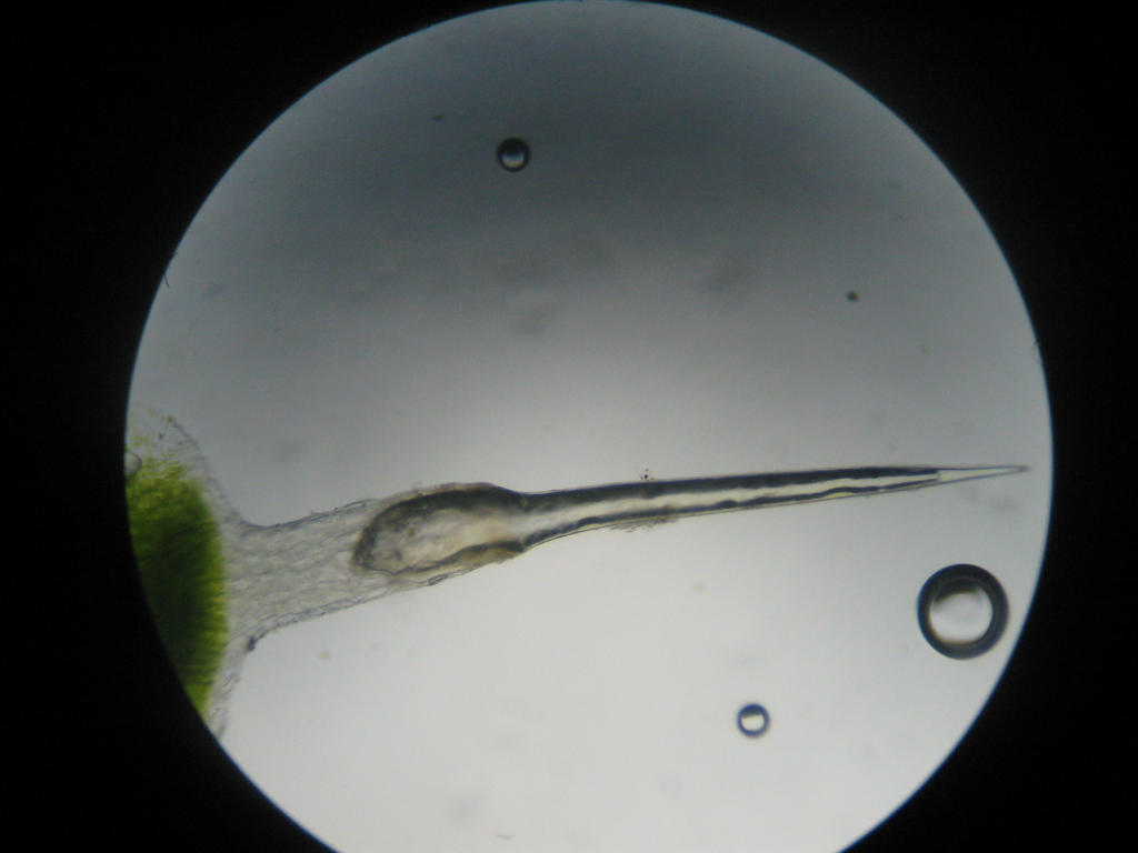 Pelo urticante de Ortiga by vitujano4 on DeviantArt