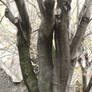 gnarled tree1