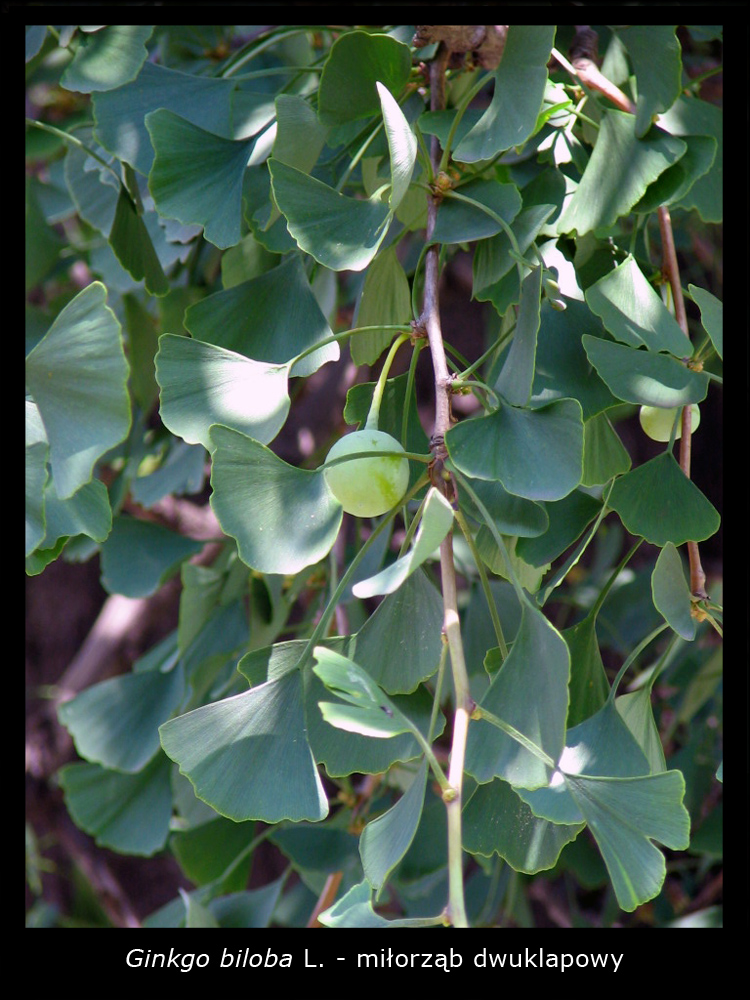 Ginkgo biloba L.