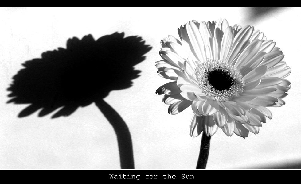 Waiting for the Sun II