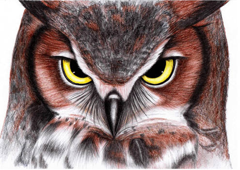 Hoodini Owl