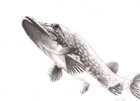 Pike