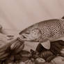 Brown trout 2