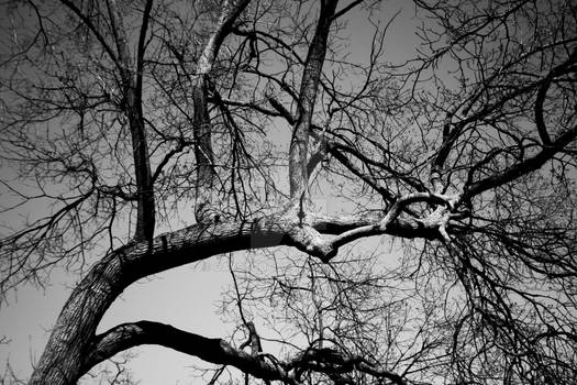 Tree BW-3395