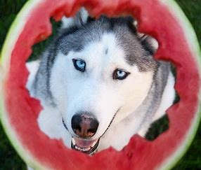 Husky