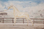 D.F.o.D. Halter Entry For Desert Sands Show by Raining-Tree-Stables