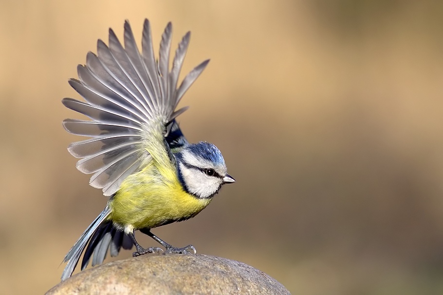 Parus caeruleus