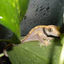 Crested Gecko