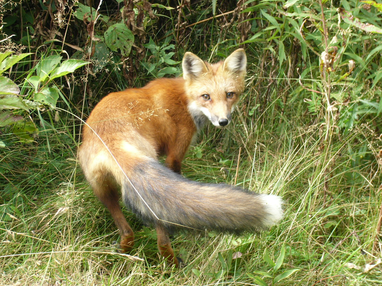 Fox