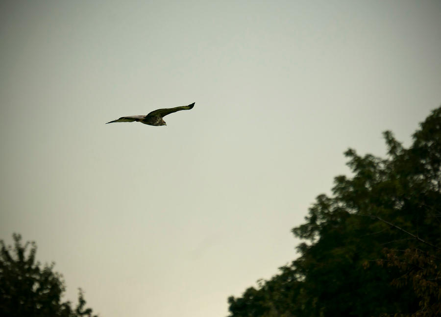 Buzzard at my place