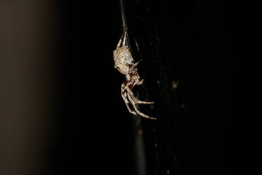 Golden Orb Spider