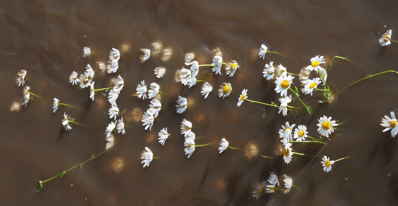 Flood 08: Daisy, Daisy 2