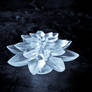 Random: Crystal Flower