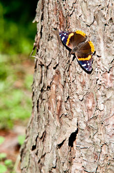 Moth in the Woods