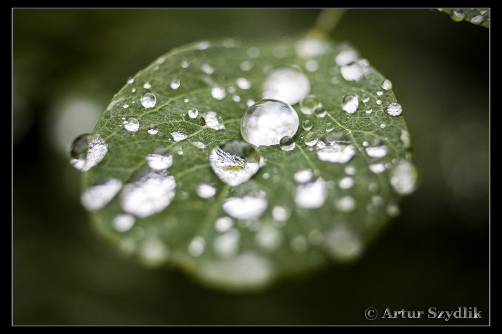 Raindrops