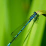 Azure Damselfly