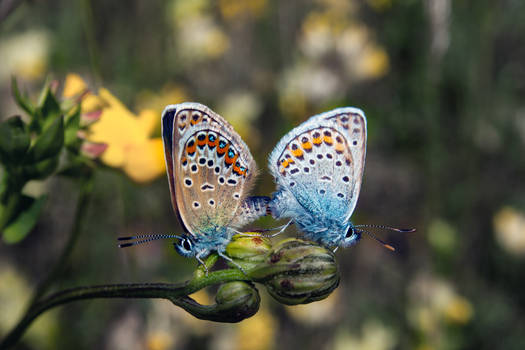 Common Blue's