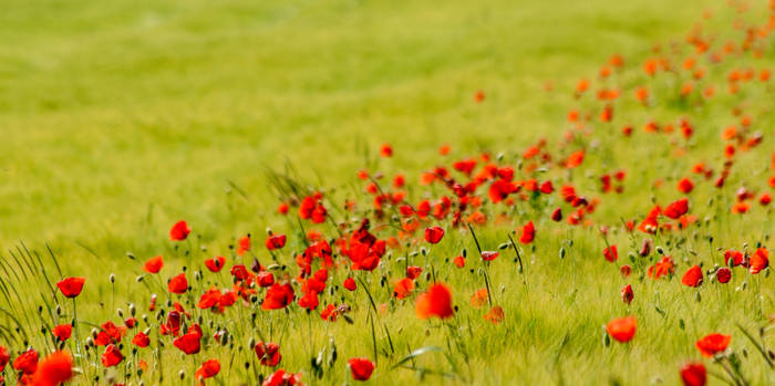 Red Poppy - bright