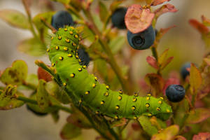 Caterpillar (Saturnia pavonia)