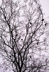 Birds and Branches