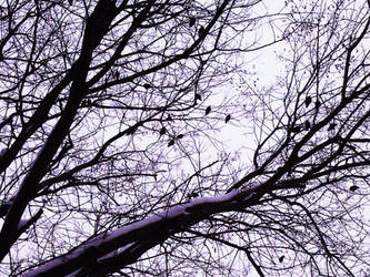 Birds and Branches 2
